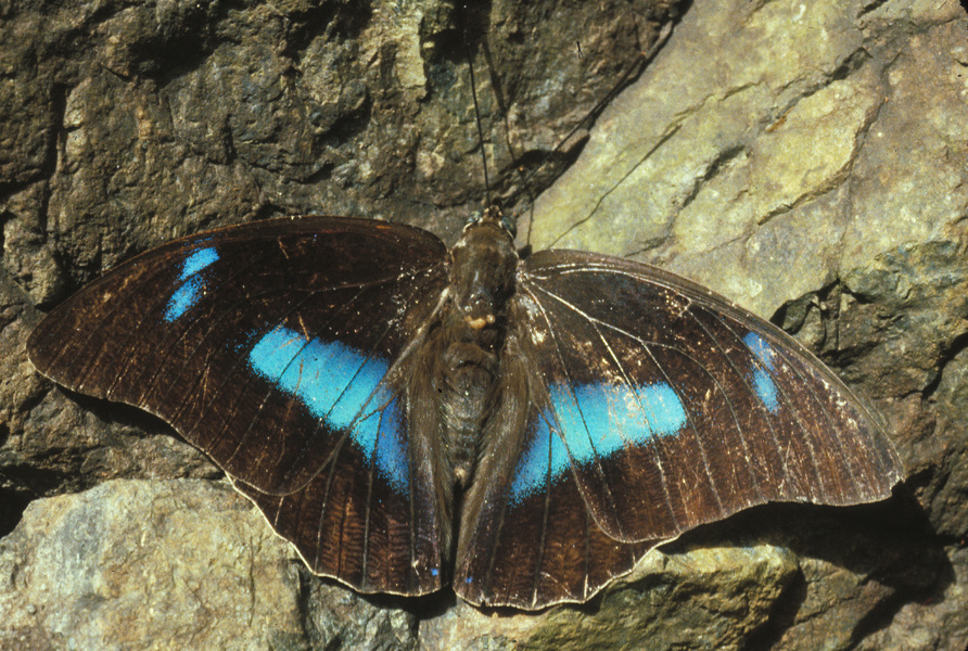 Lepidoptera