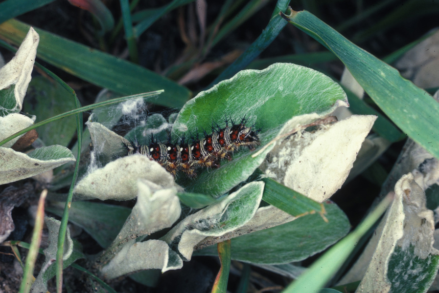 Nymphalidae