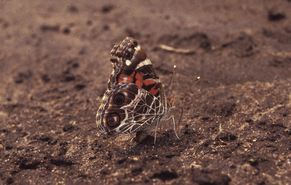 Papilionoidea