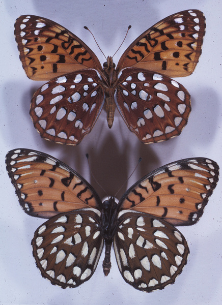 Lepidoptera