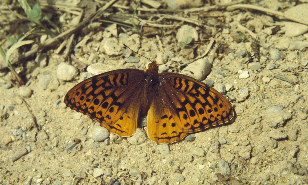 Papilionoidea