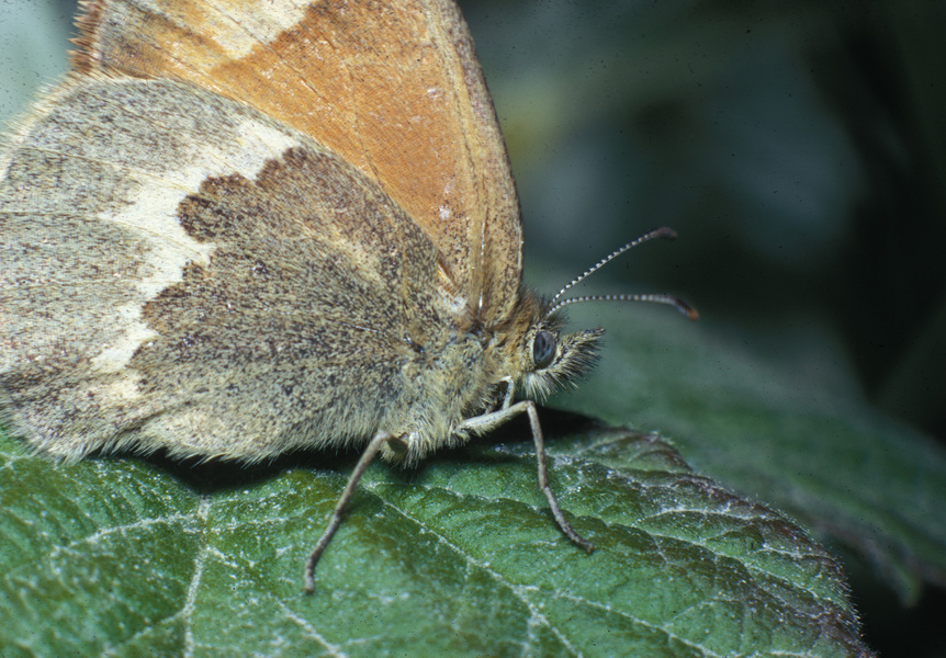 Coenonympha