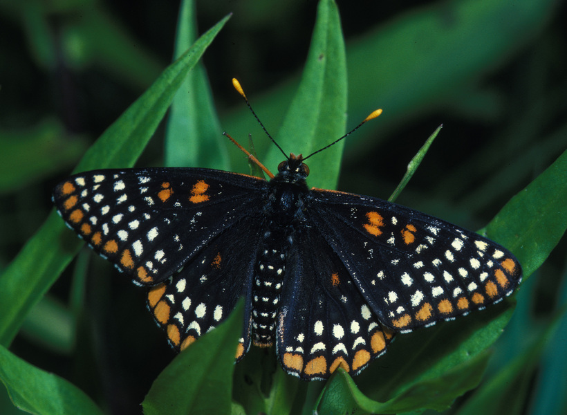 Euphydryas