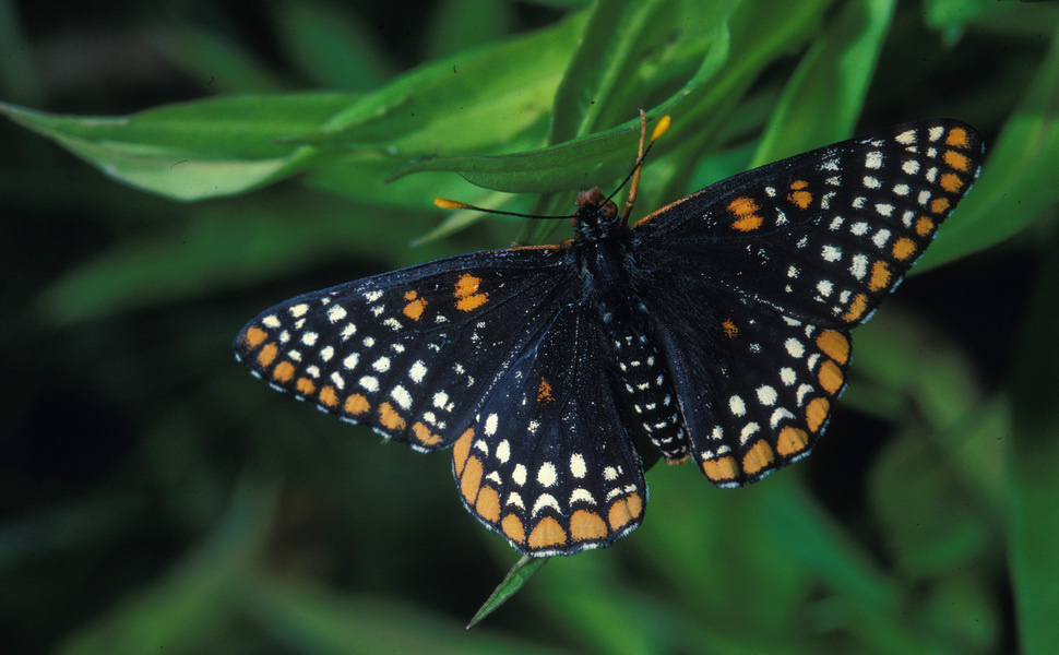 Euphydryas