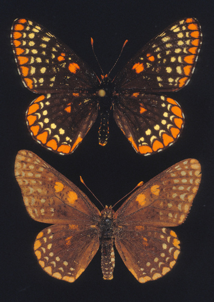 Papilionoidea