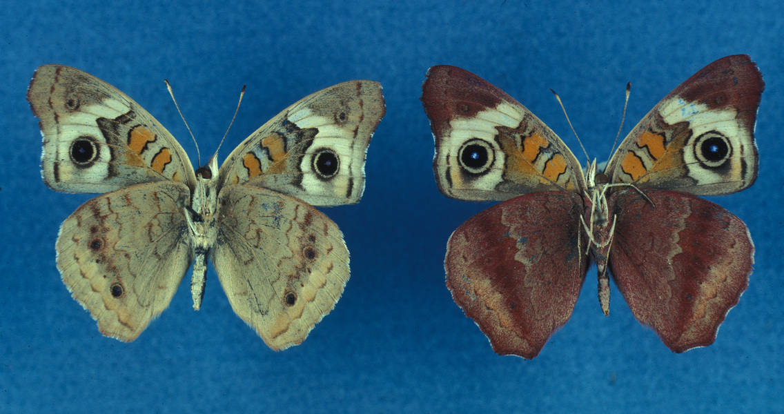 Junonia coenia