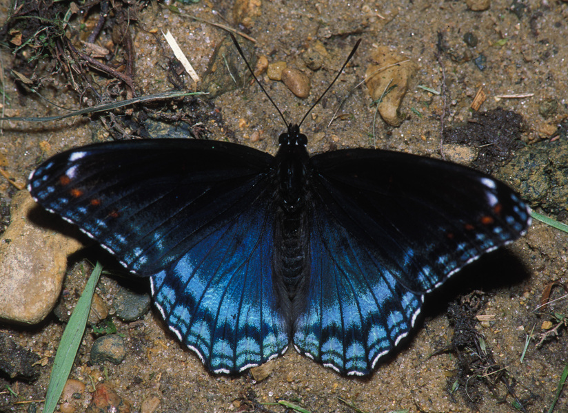 Limenitis arthemis