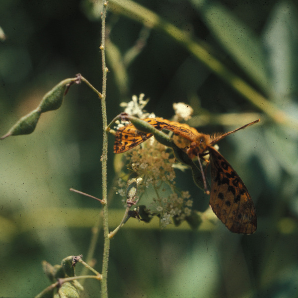 Papilionoidea