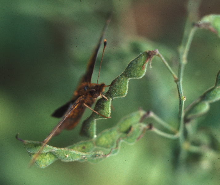 Ecdysozoa