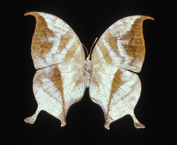 Lepidoptera