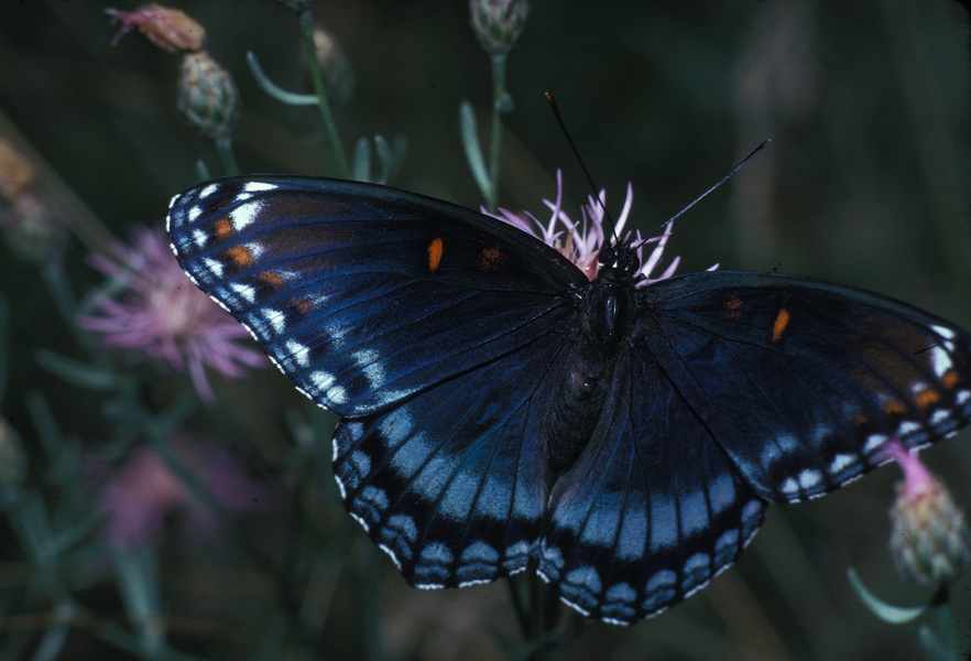 Limenitis arthemis