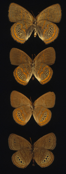 Euptychia