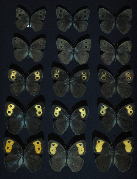 Papilionoidea