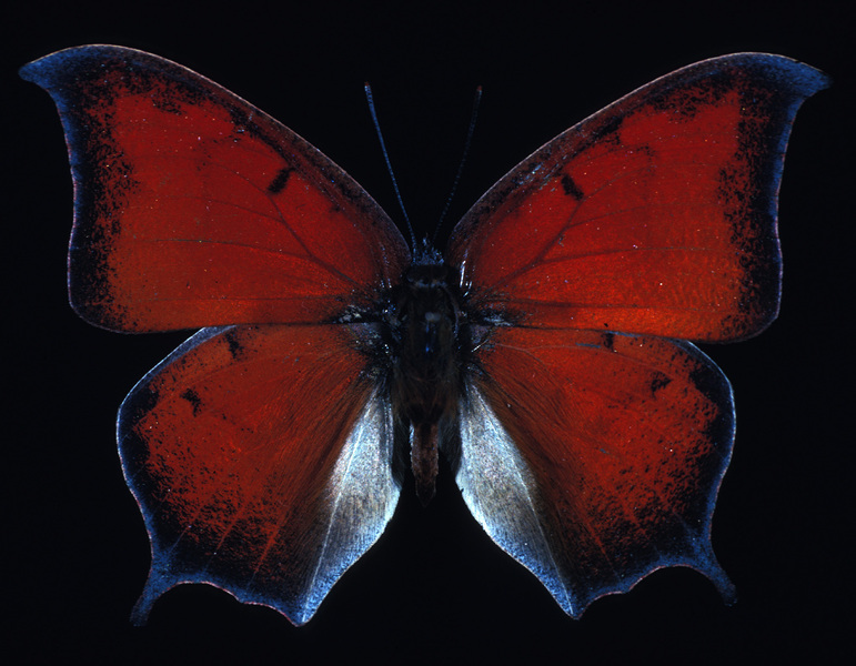 Nymphalidae