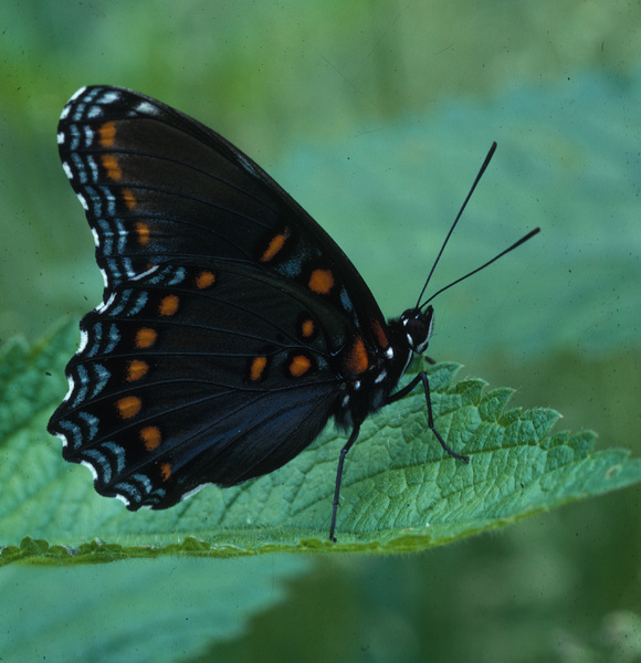 Limenitis arthemis