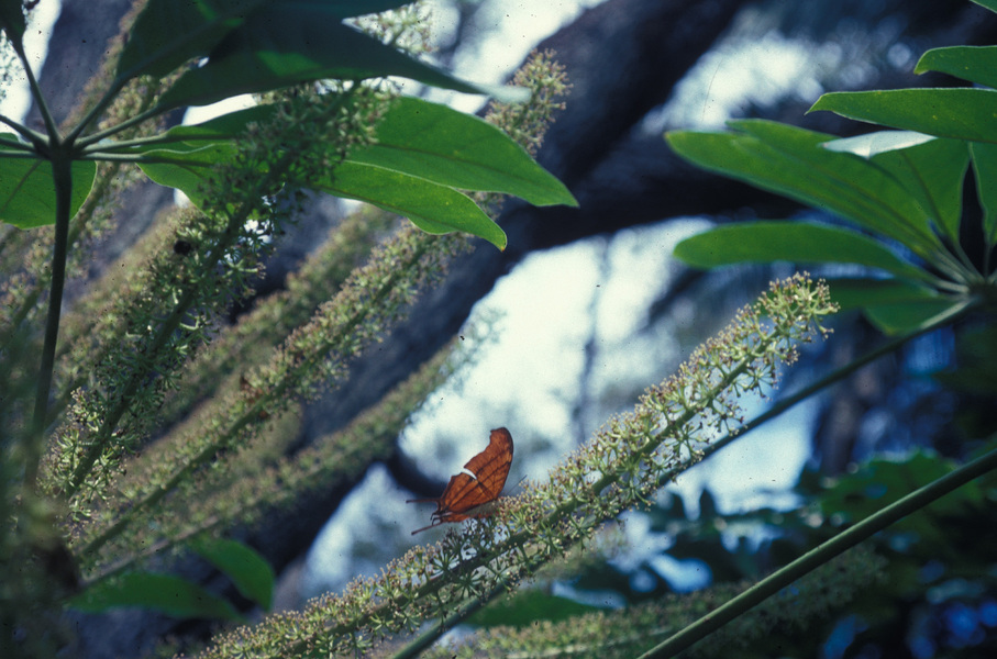 Papilionoidea