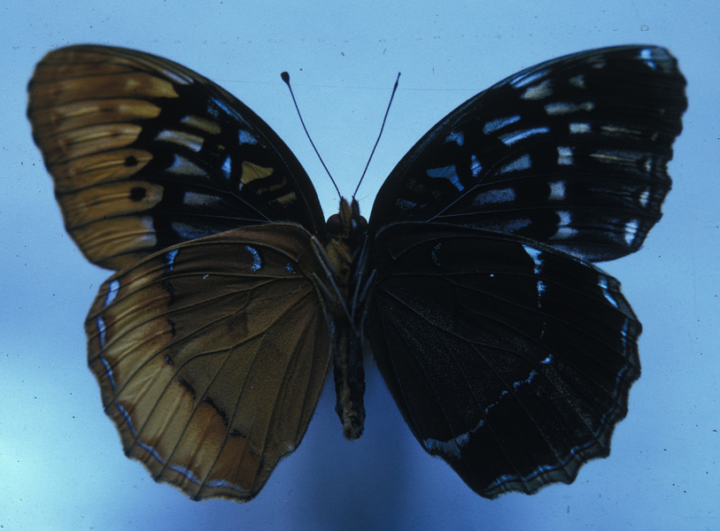 Papilionoidea