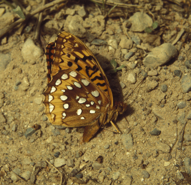 Lepidoptera