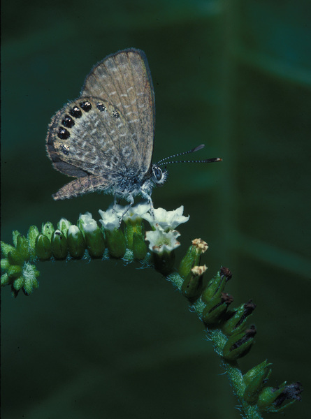 Lepidoptera