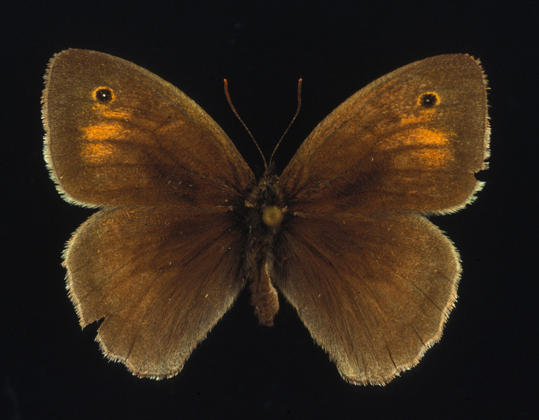 Nymphalidae