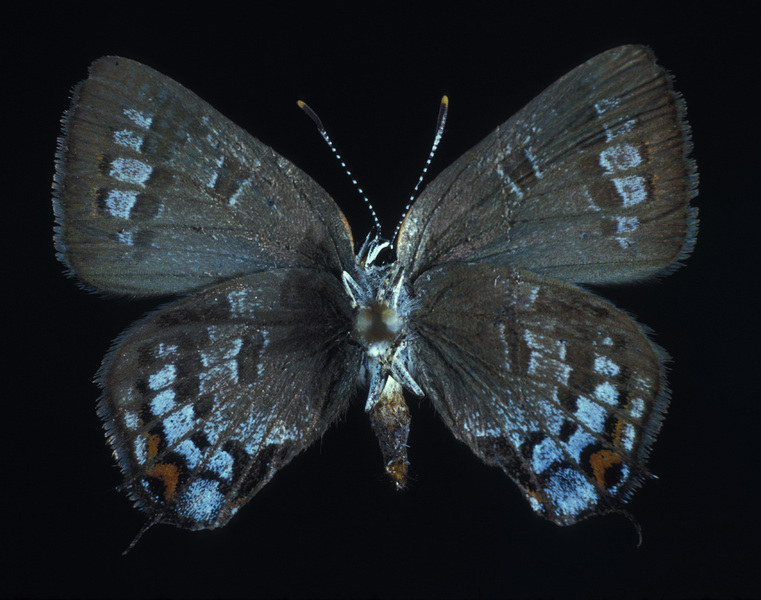 Lepidoptera