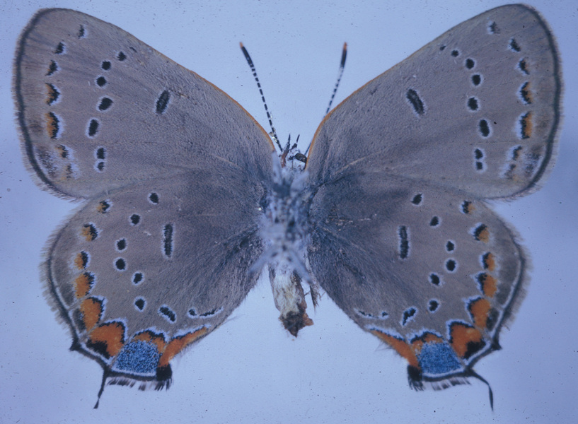 Satyrium