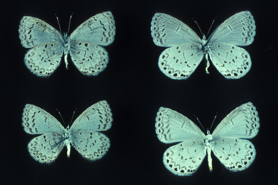 Celastrina ebenina