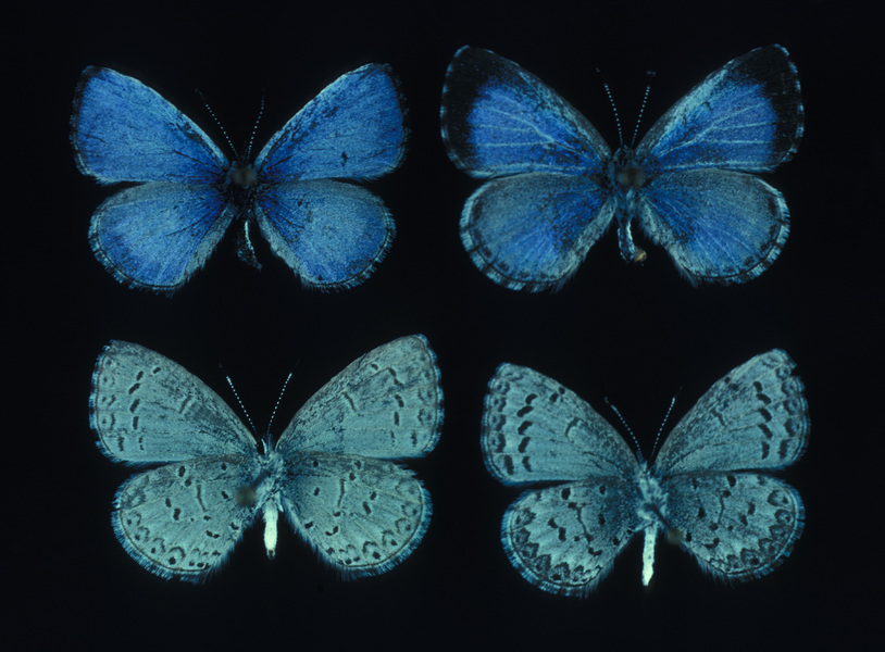 Celastrina