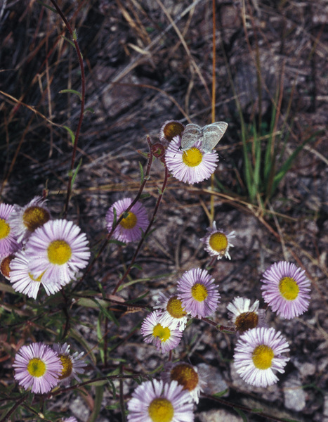 Lepidoptera