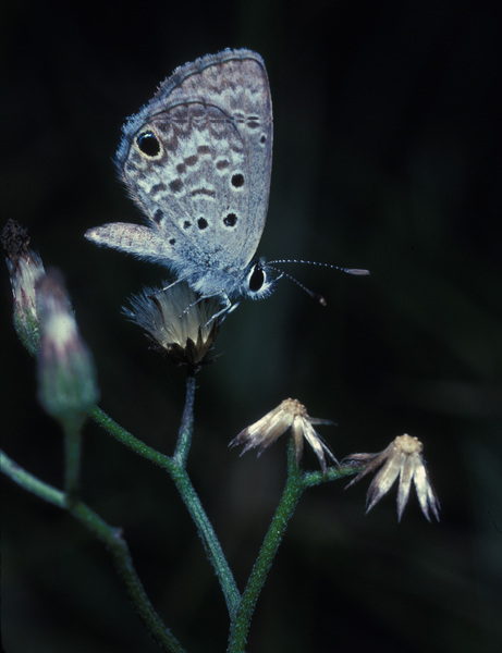 Hemiargus ceraunus