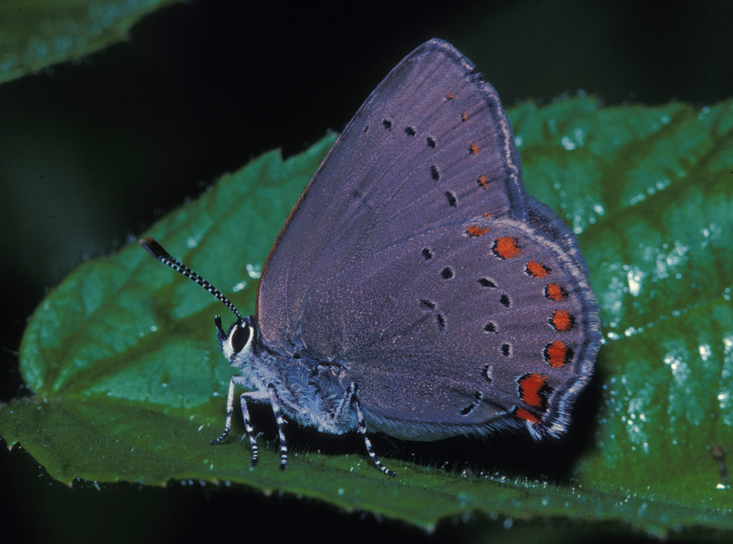 Lepidoptera