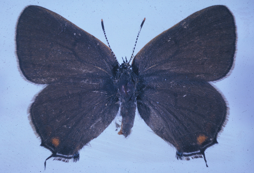 Lepidoptera