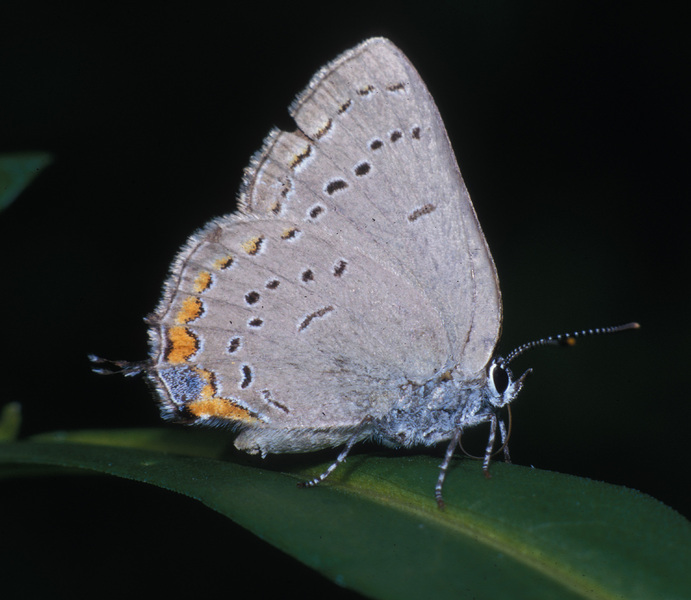 Satyrium acadica