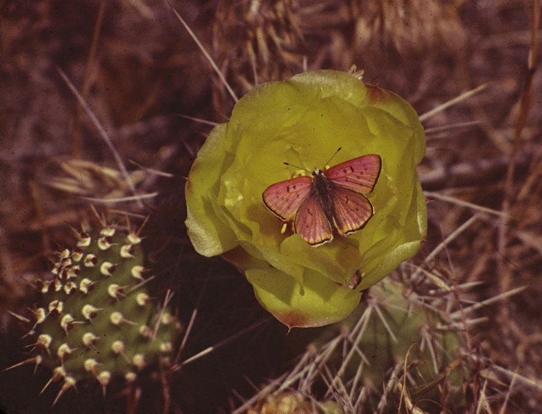 Papilionoidea