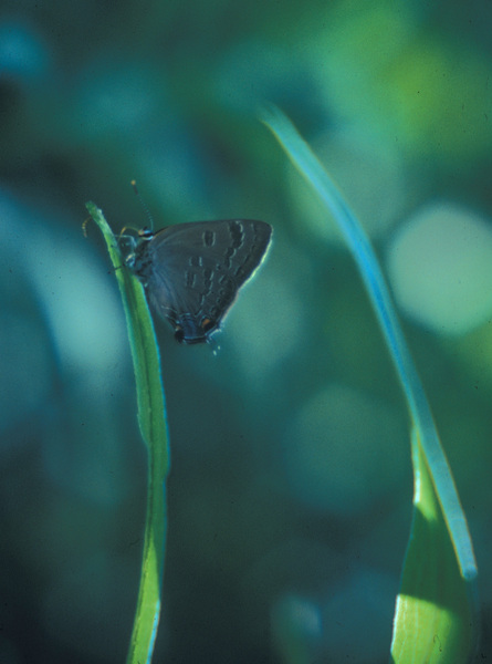 Lepidoptera