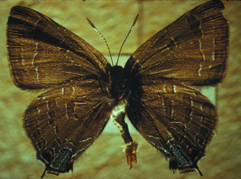 Lycaenidae