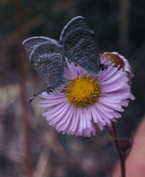 Lycaena