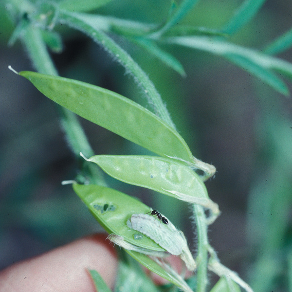 Lepidoptera