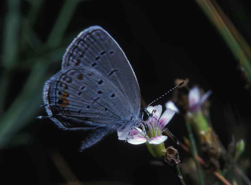 Lepidoptera