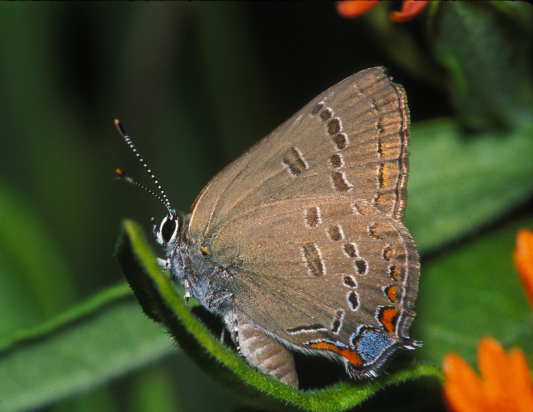 Satyrium edwardsii