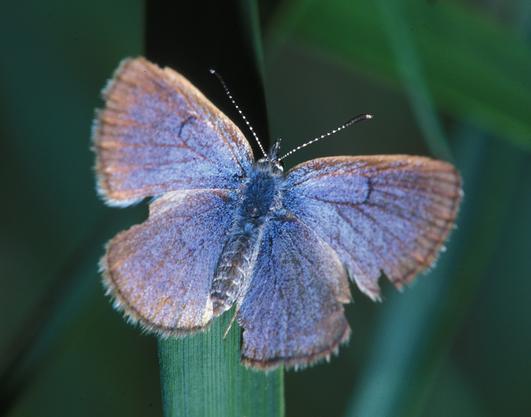 Papilionoidea