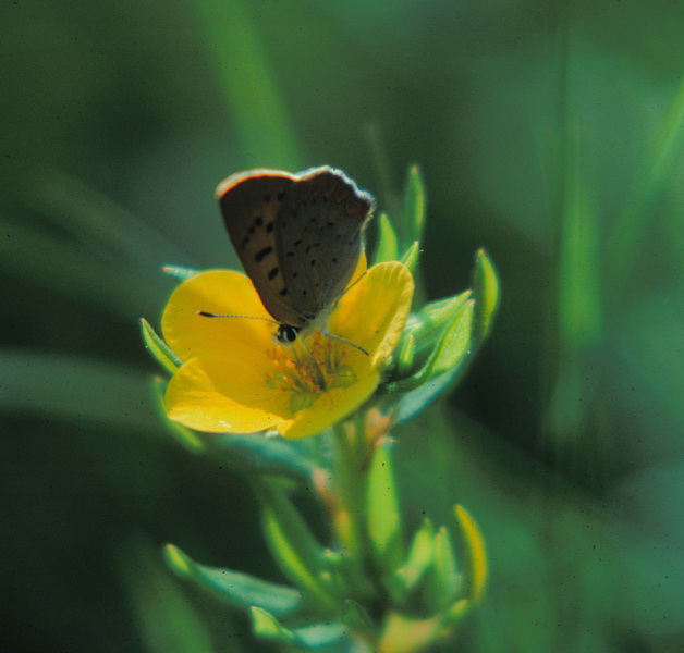 Papilionoidea