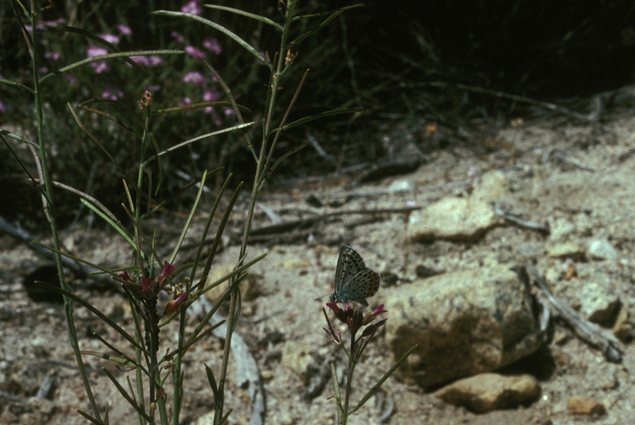 Lepidoptera