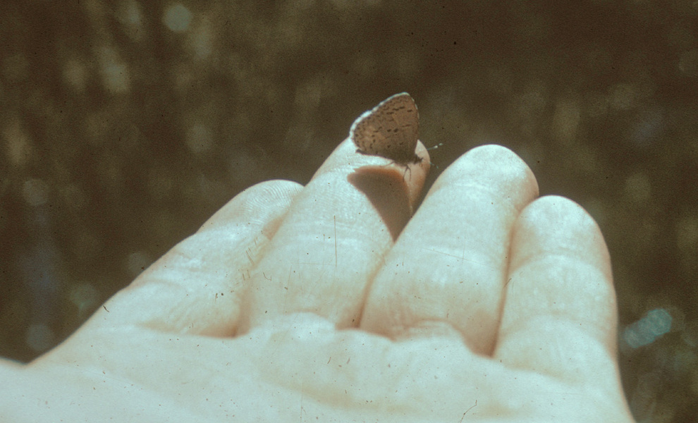 Celastrina argiolus