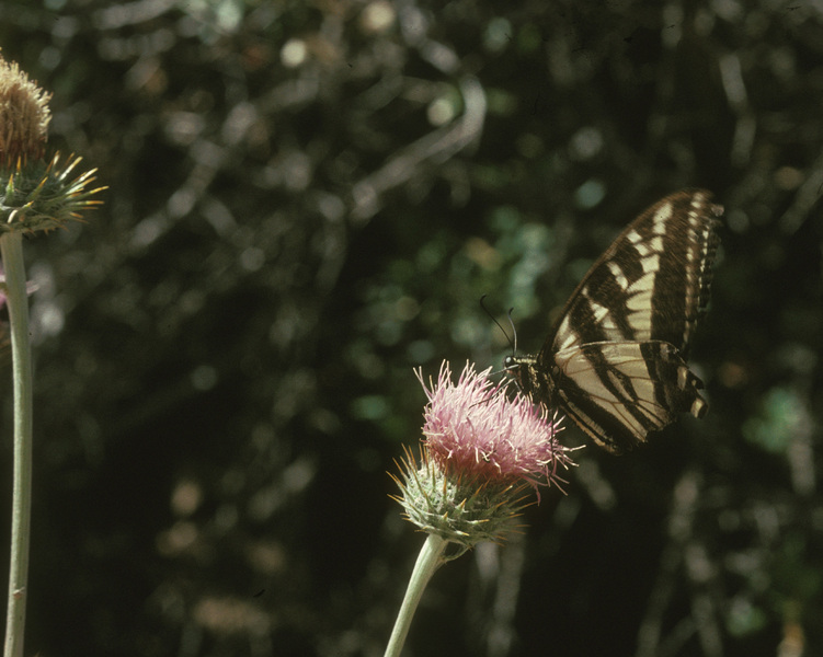 Lepidoptera