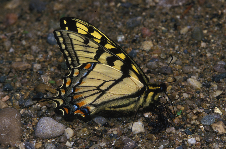 Papilio glaucus