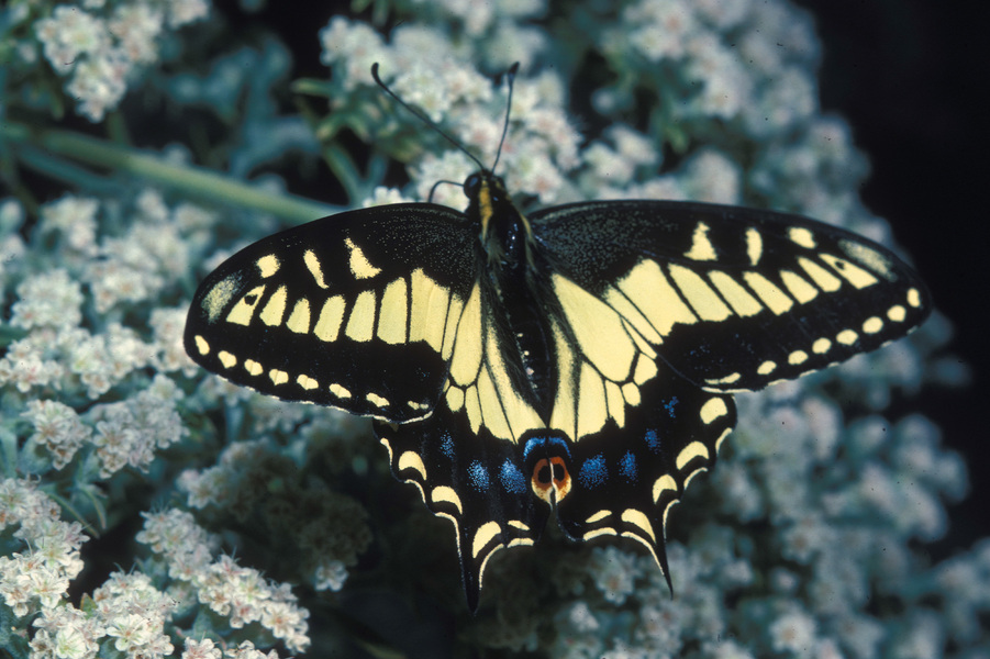 Papilio zelicaon