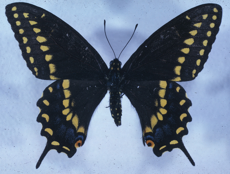 Papilionidae