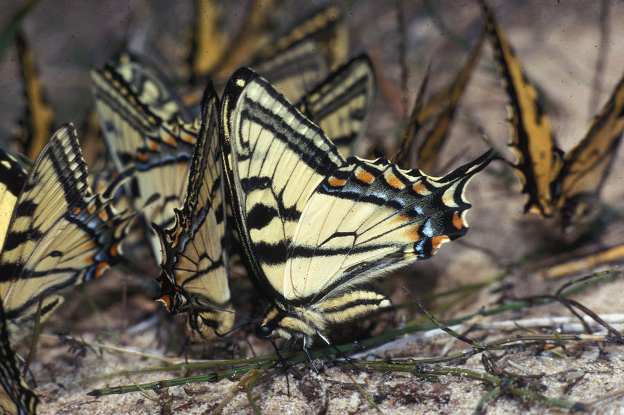 Papilio glaucus