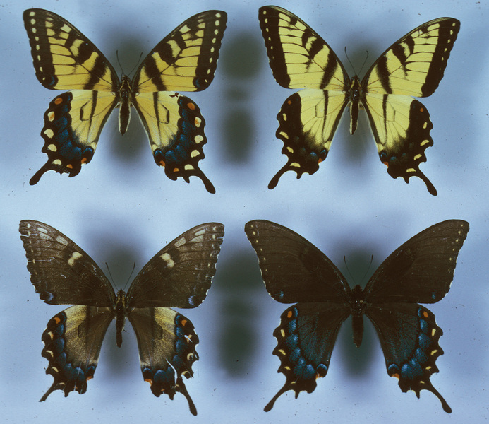 Papilio glaucus